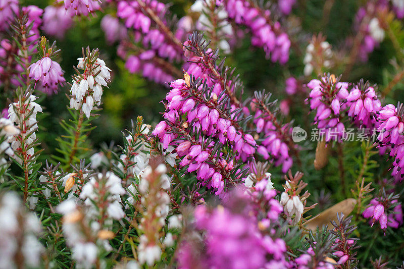 艾丽卡(Heather)工厂