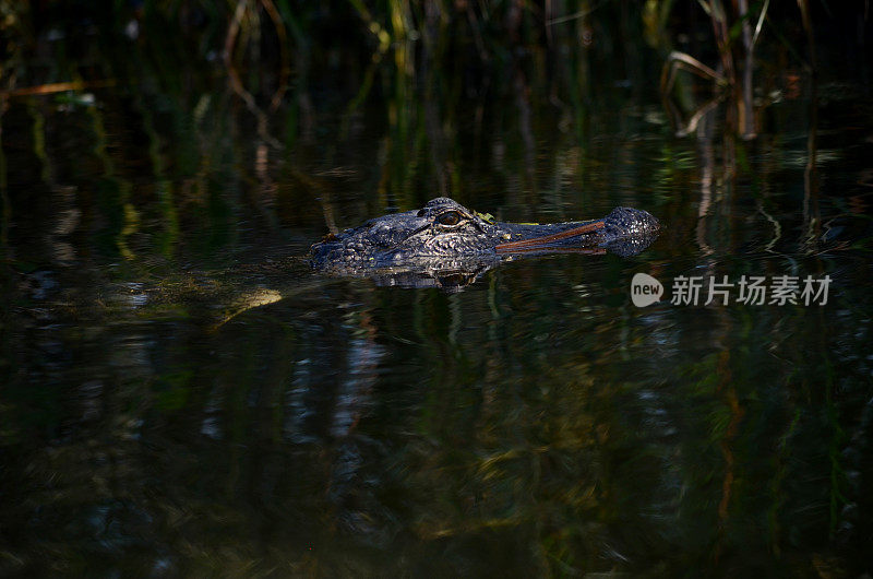 鳄鱼