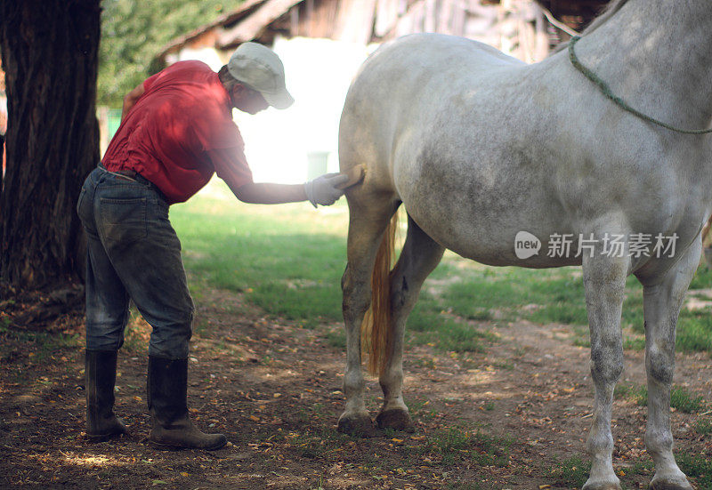 成熟的男人关心马