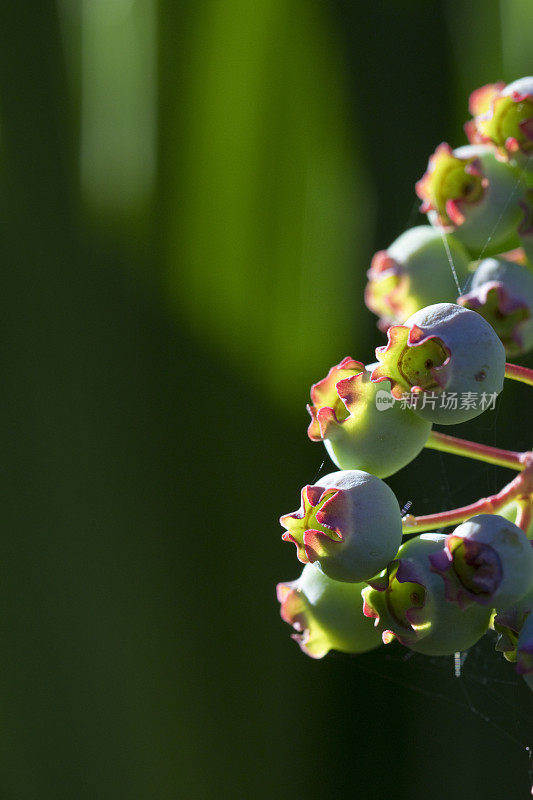 夏天在花园里近距离种植蓝莓