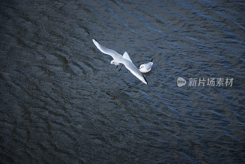 飞翔和漂浮的海鸥