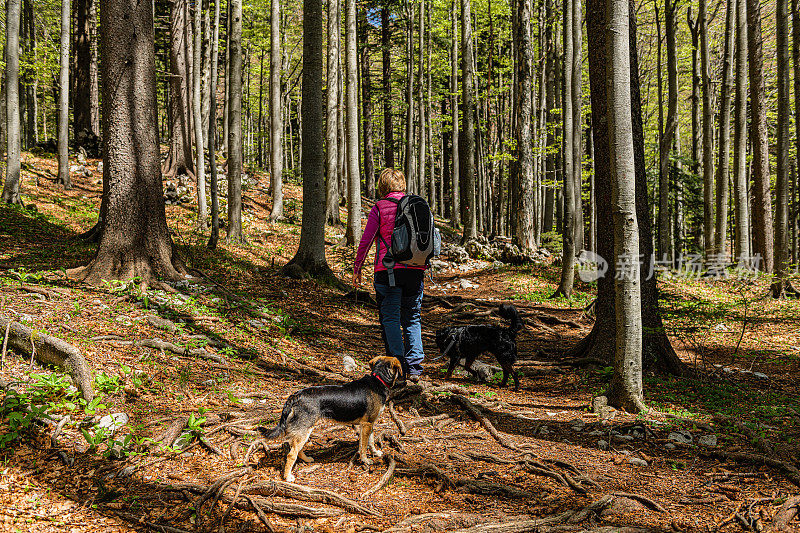 欧洲斯洛维尼亚Primorska，科罗娜时间的森林里遛黑狗的老妇人