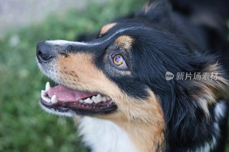 一只雌性澳大利亚牧羊犬的肖像