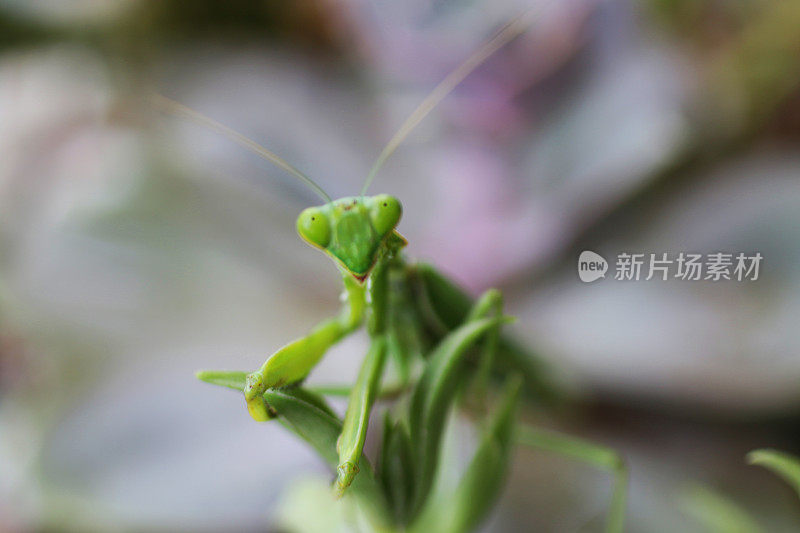 一个三角形的头和明亮的绿色螳螂昆虫坐在叶子上凸出的眼睛的图像，聚焦在前景