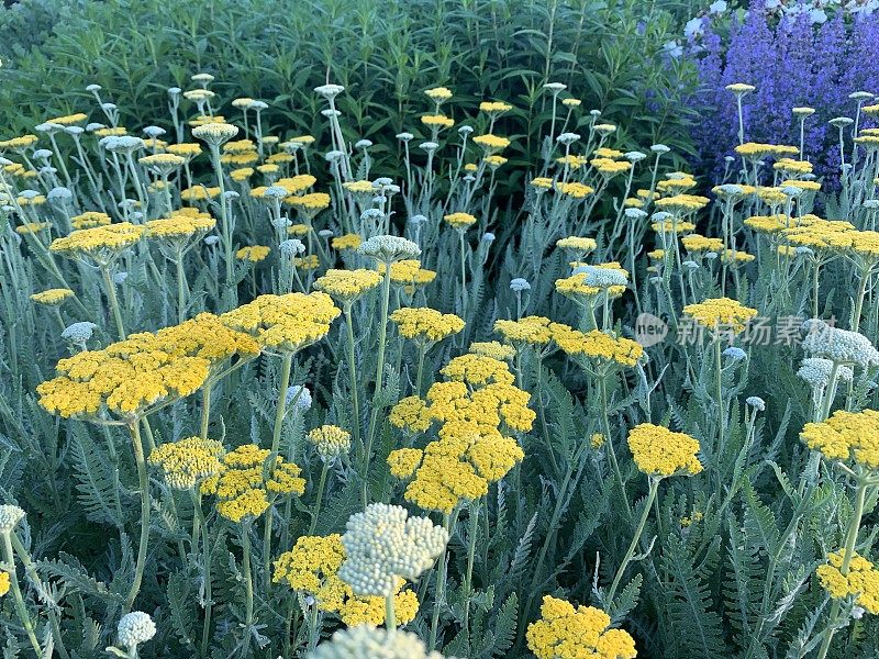 花园里的蓍草多年生花