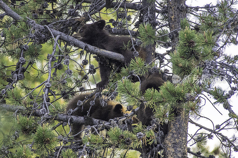 黑熊幼崽在树上玩耍