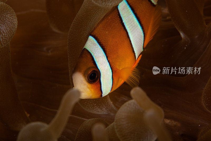 热带咸水珊瑚园中的小丑鱼、海葵鱼