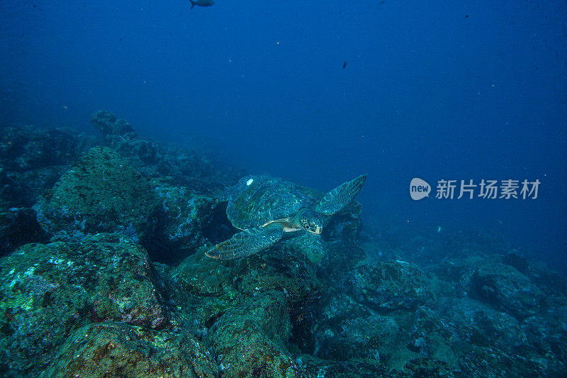 水下拍摄的绿海龟和玳瑁海龟