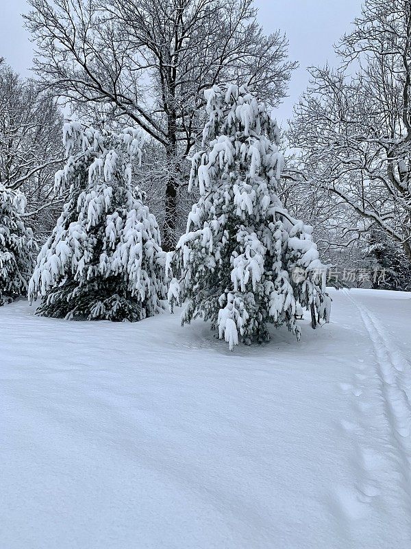 清晨雪后的白松