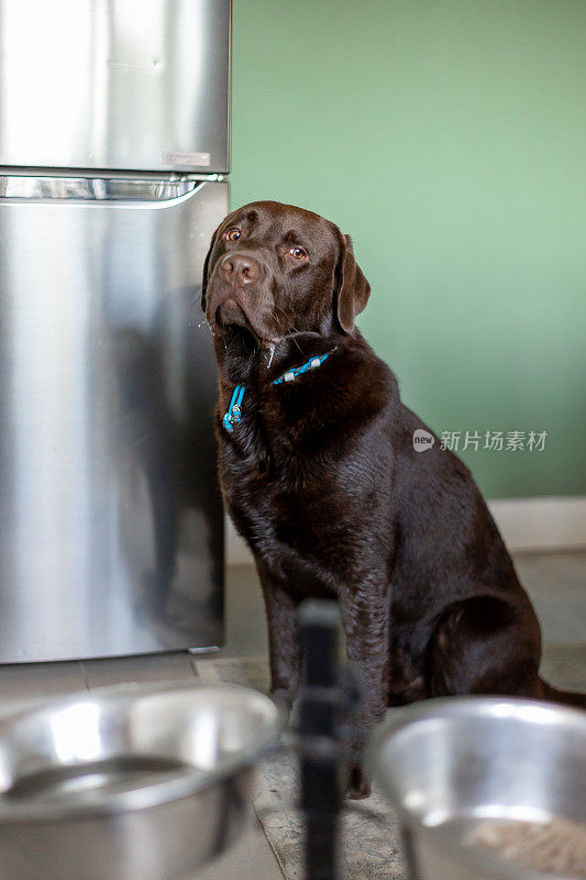 巧克力拉布拉多寻回犬1岁在家等待食物