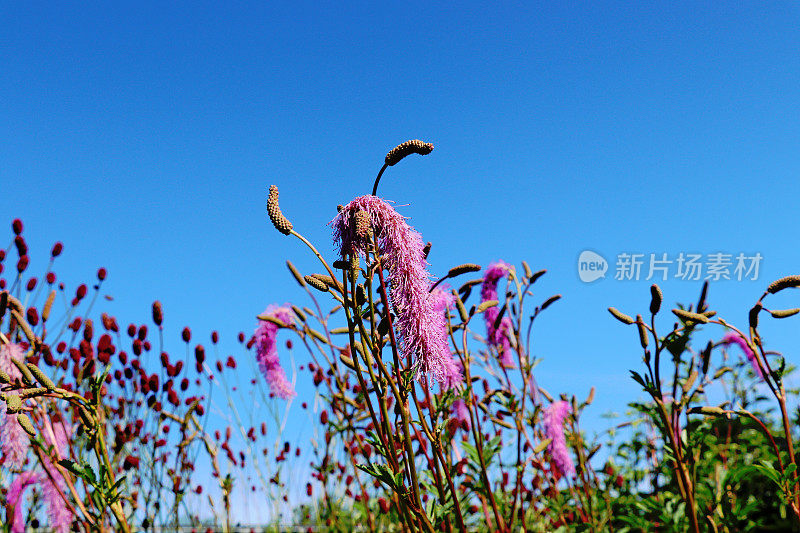 白地榆——韩国榆