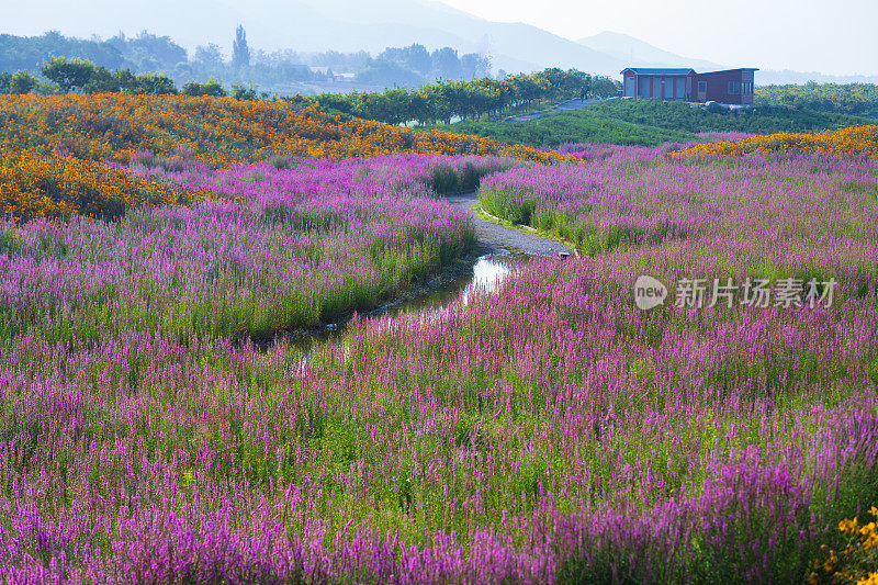 紫鼠尾草花海