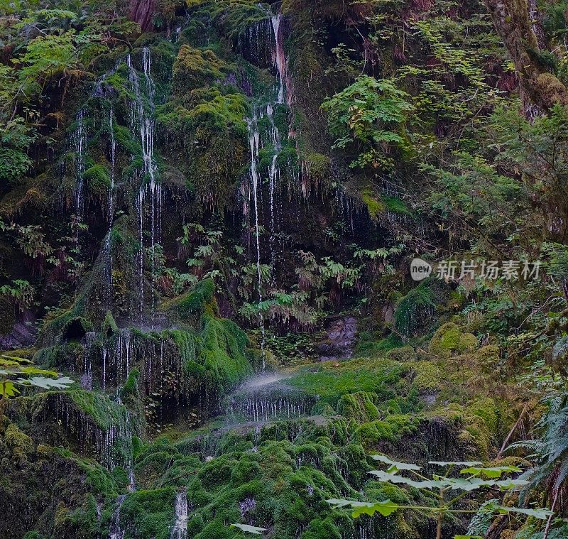 Quinault热带雨林自然点滴