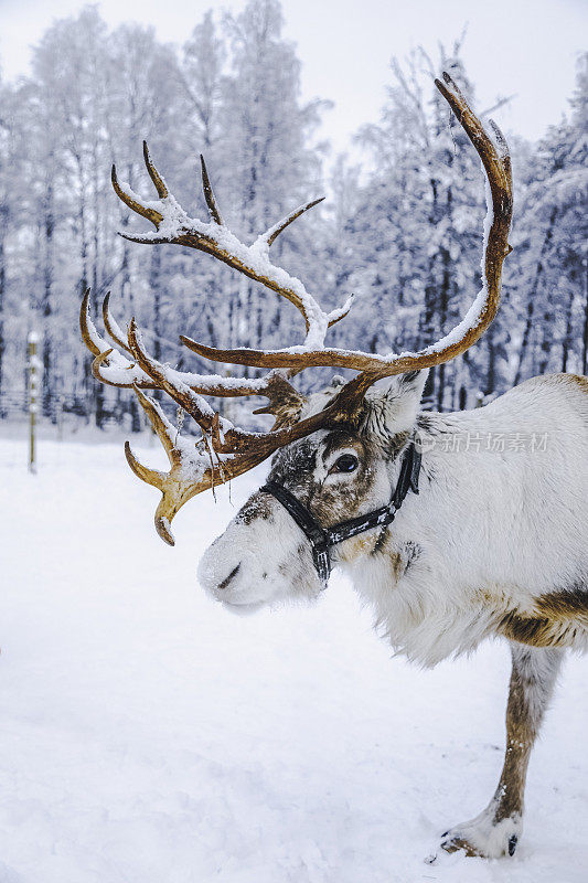 芬兰拉普兰的驯鹿站在雪地上