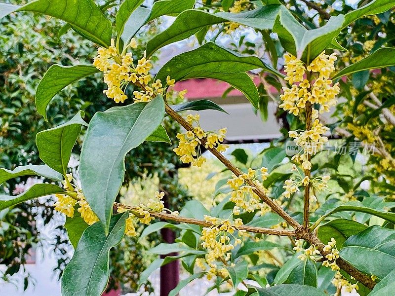 美丽的桂花在江苏，中国