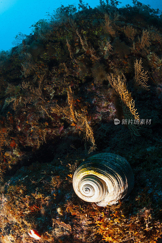 水中动物水下海洋生物。贝壳-巨桶壳，巨桶壳