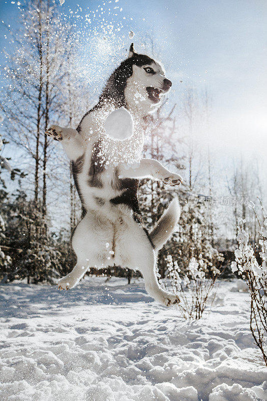 哈士奇狗抓雪球