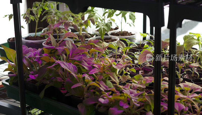 在紫外光照射下，将青番茄和花苗置于育苗盘中发芽。LED生长灯下蔬菜幼苗有效生长。有选择性的重点。