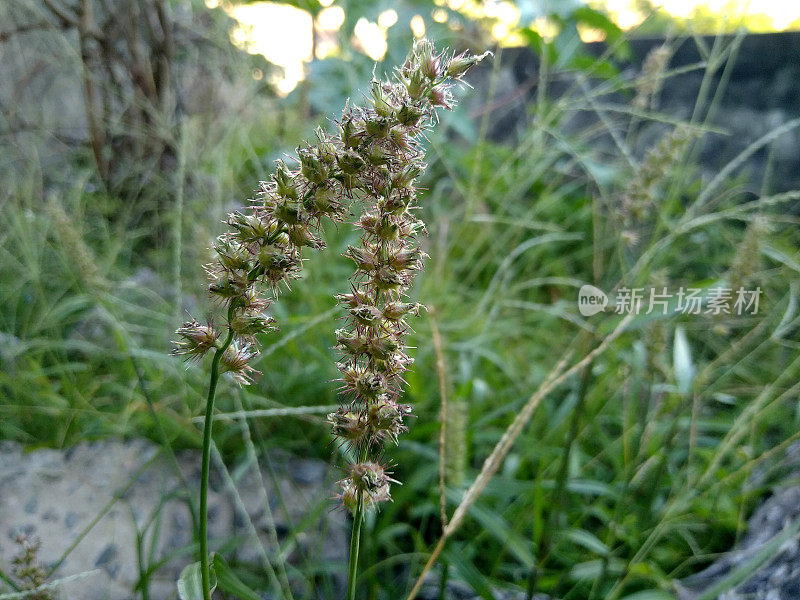 罂粟仙人掌紫锥植物