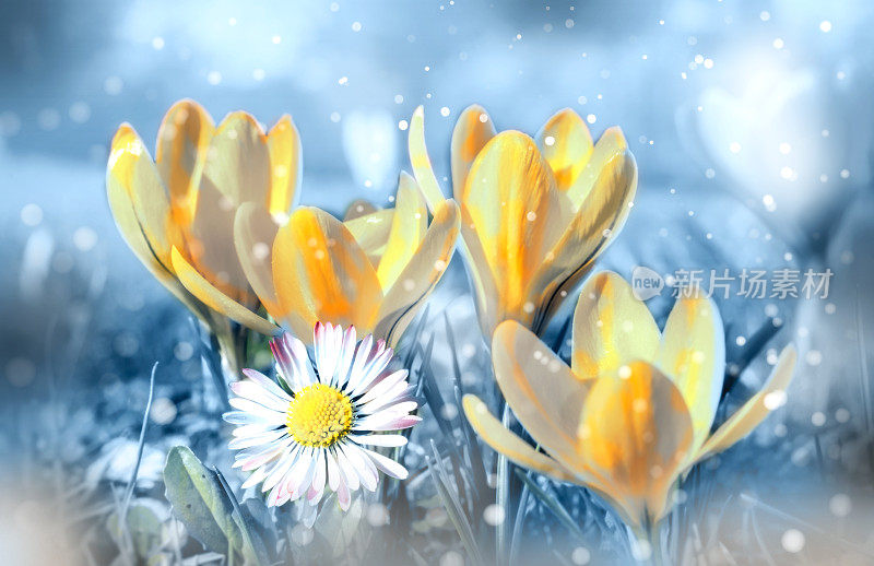 美丽的春花在梦幻般的草地上调和着精致的黄色和蓝色柔和的颜色。