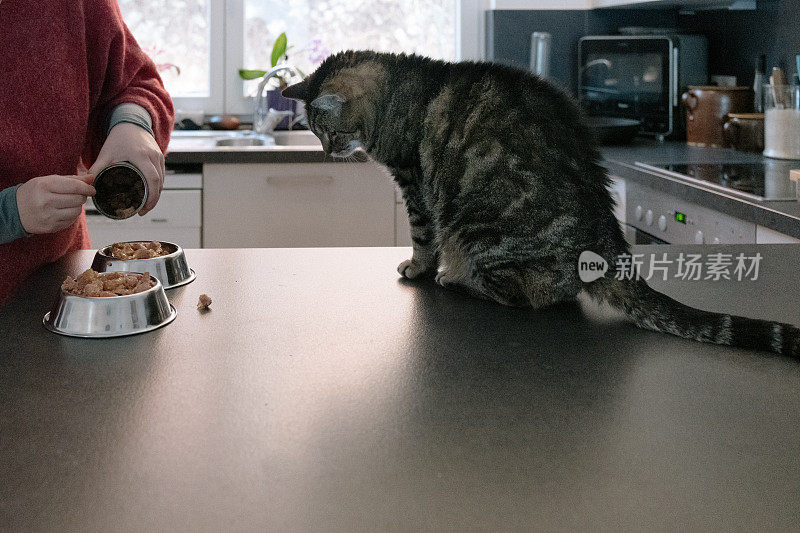 为一只饥饿的猫准备宠物食品
