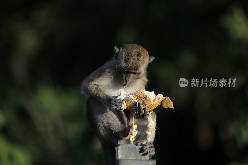 猴子缓解饥饿