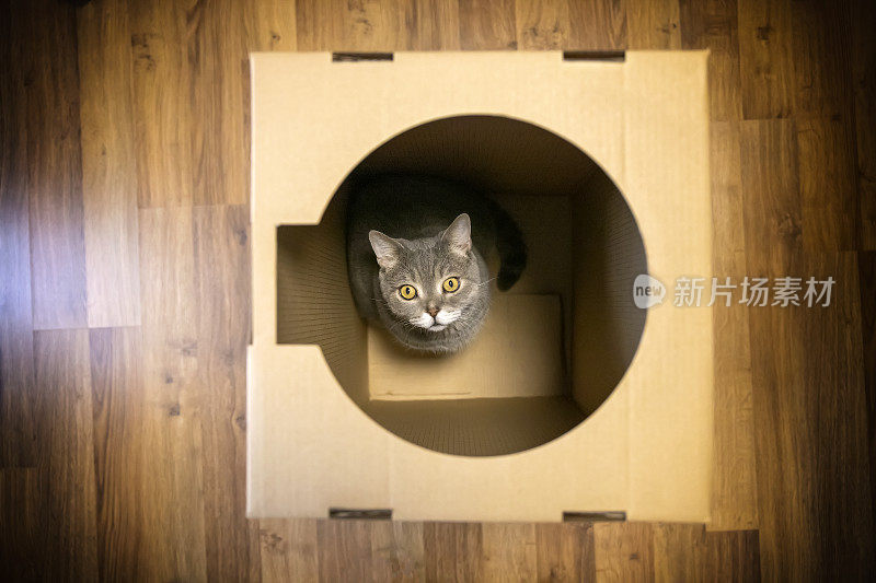 硬纸盒里的英国短毛猫