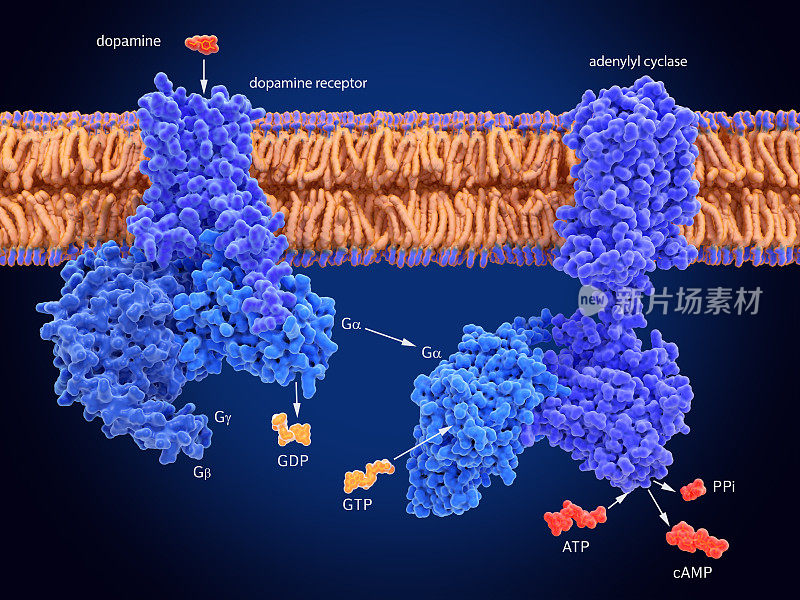 G蛋白介导细胞信号转导，多巴胺诱导cAMP的产生