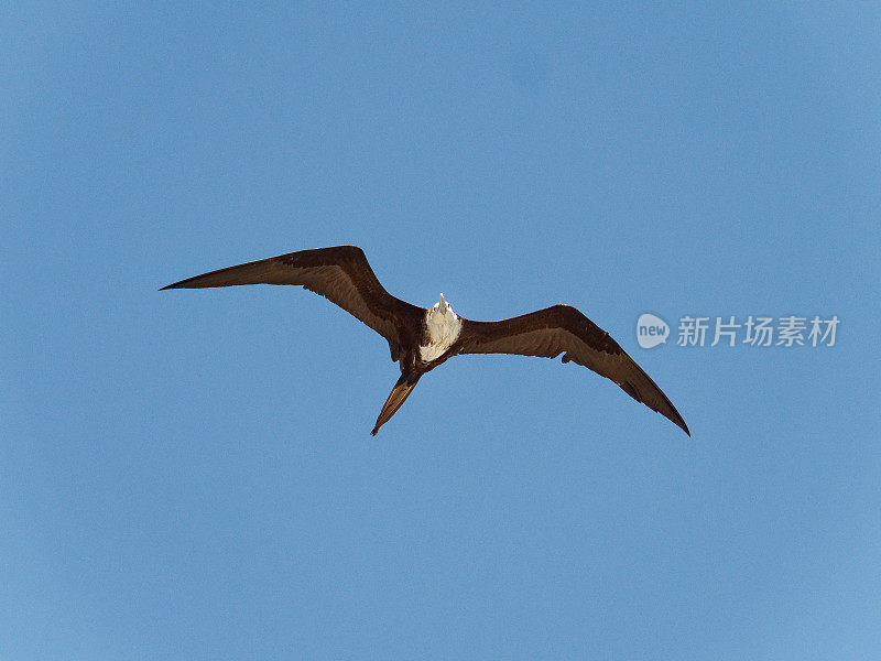 华丽的军舰鸟