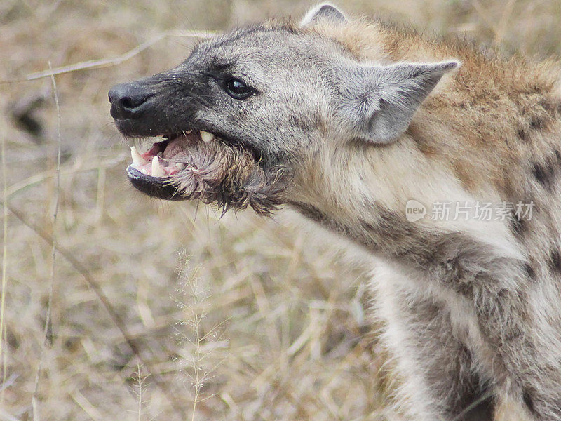 南非克鲁格国家公园，一群正在吃早餐的鬣狗