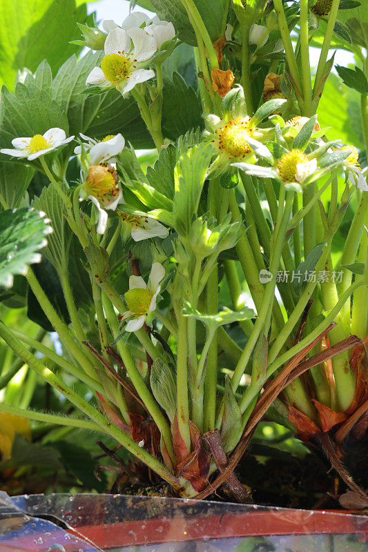 全帧草莓植物与白花和绿叶种植在塑料花盆，聚焦前景