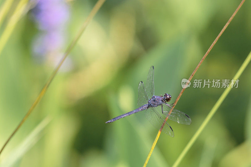 板岩的除油船蜻蜓