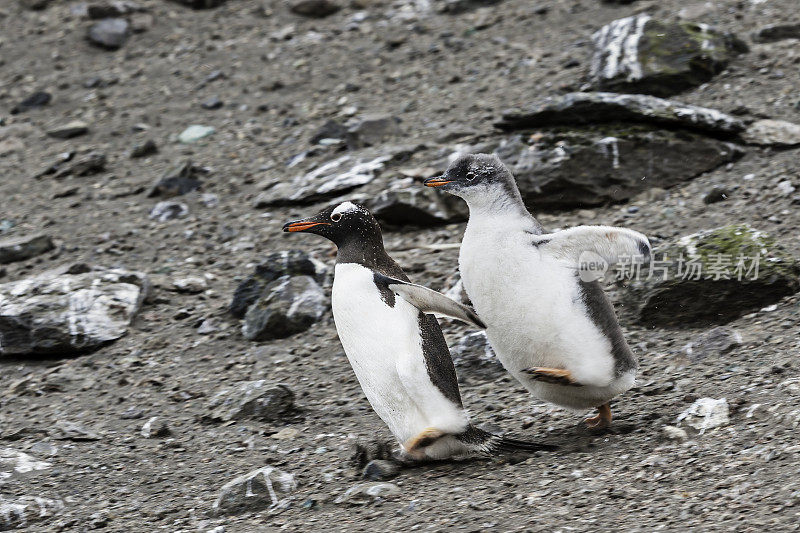 巴布亚企鹅，Pygoscelis巴布亚，汉娜角，利文斯顿岛，南设得兰群岛，南极洲。企鹅目,企鹅科。一只小企鹅追逐着成年企鹅。