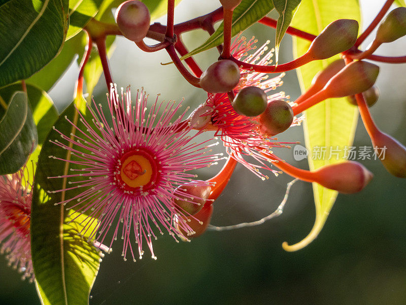 红桉树花