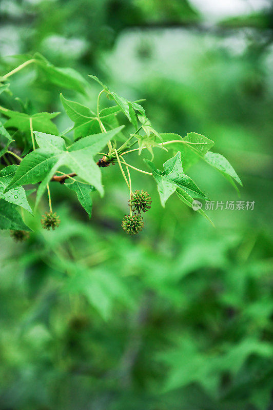 香胶树