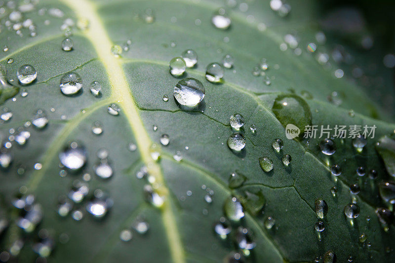 新鲜的早晨雨滴在蔬菜叶子在花园近距离