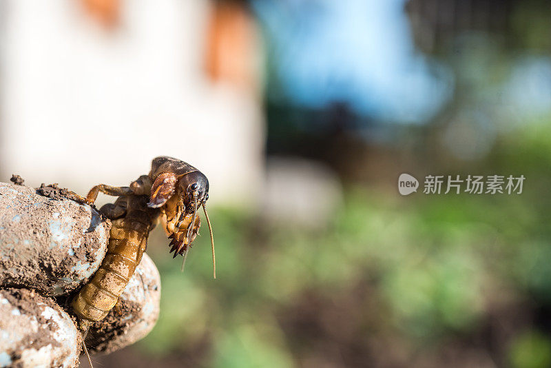 一个女人在春天的菜园里牵着鼹鼠蟋蟀