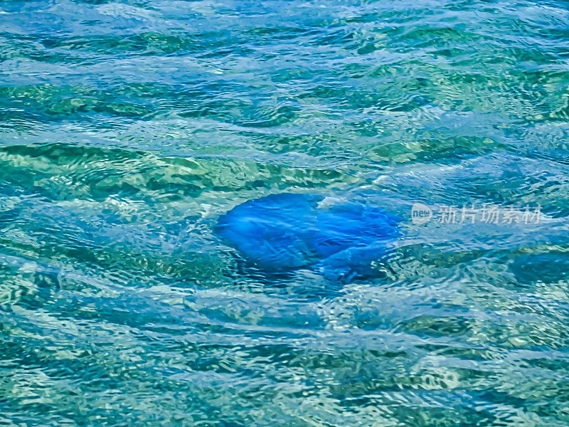 蓝色水母漂浮在水里。