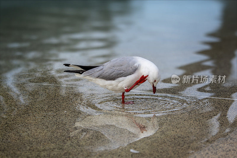 海鸥游泳