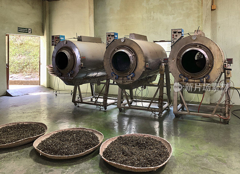 茶园的茶叶干燥和发酵机器。