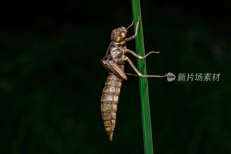 蜻蜓若虫的外骨骼-变态