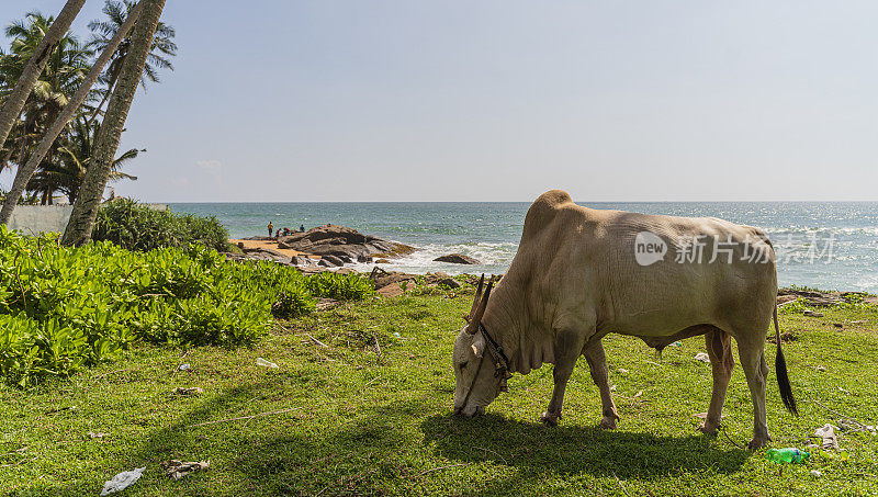 印度洋岸边的扎布，斯里兰卡。