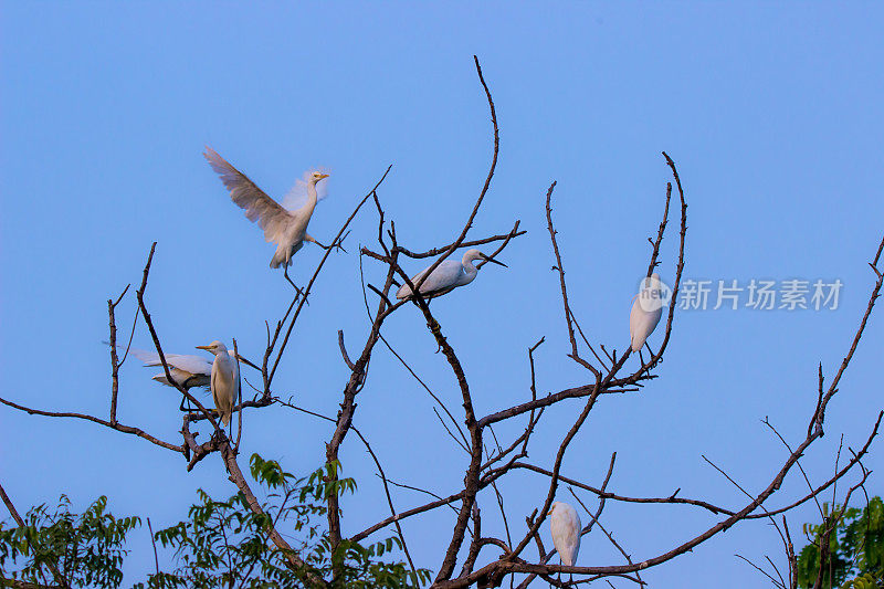 一群被称为朱鹭的牛鹭或苍鹭在树枝上休息，背景是蓝天