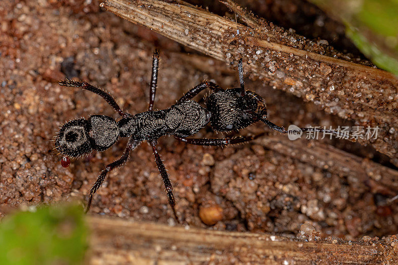 成年雌性昆虫蚂蚁