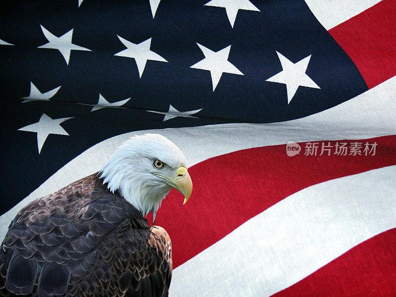 白头鹰和美国国旗