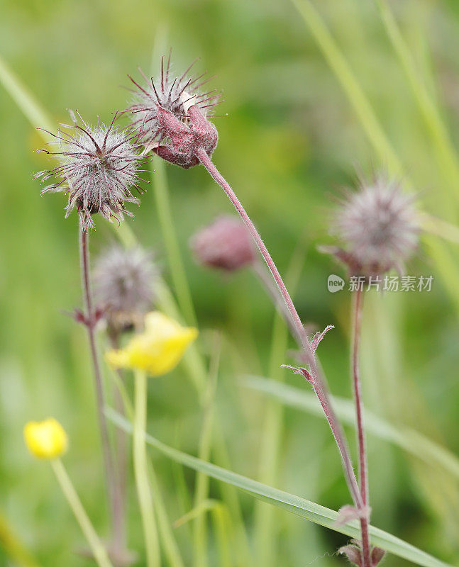 wateravens(琴的对手)