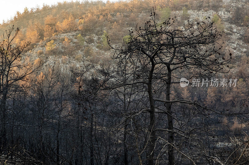 森林野火毁林