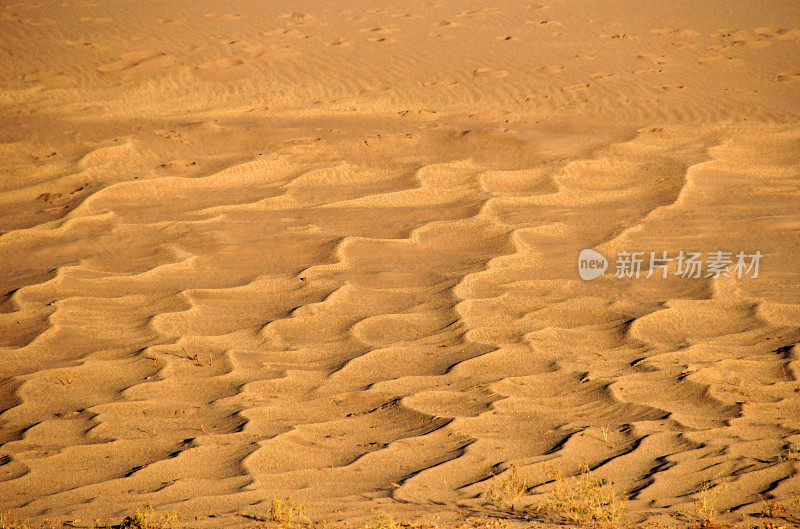 美国科罗拉多州大沙丘NP沙地上的波纹图案