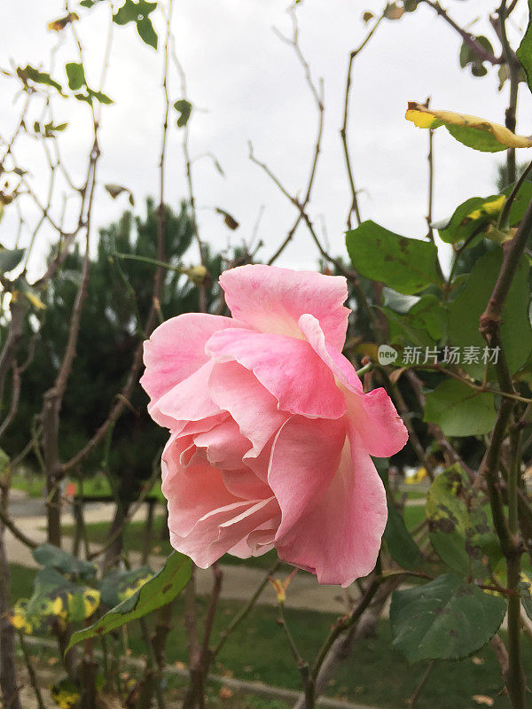 粉红色玫瑰花，以自然为背景