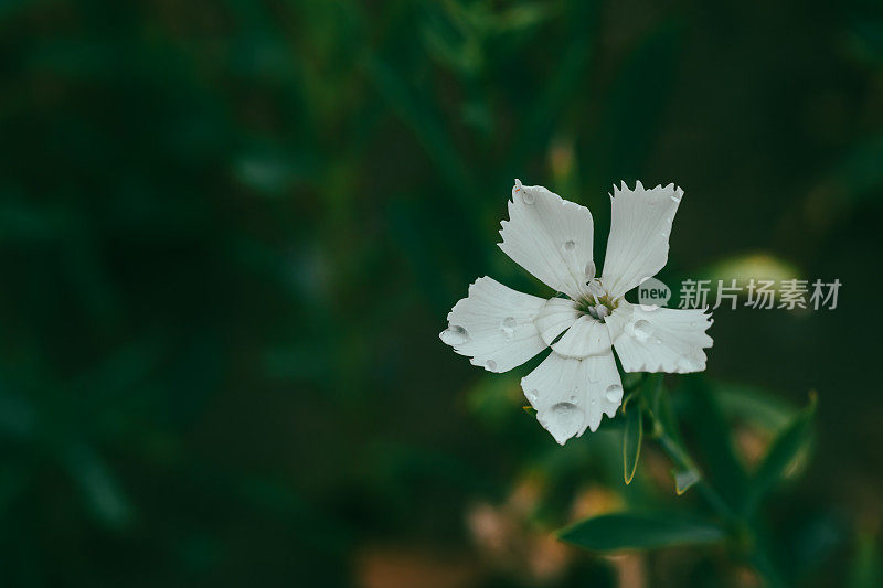 春天花园的花。自然公园景观。绿叶植物背景。